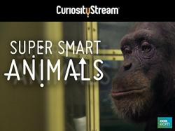 Super Smart Animals (2012)