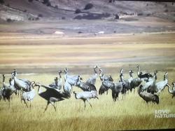 Wild Iberia (2018)
